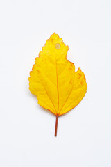 Yellow leaf of  hibiscus flower on white