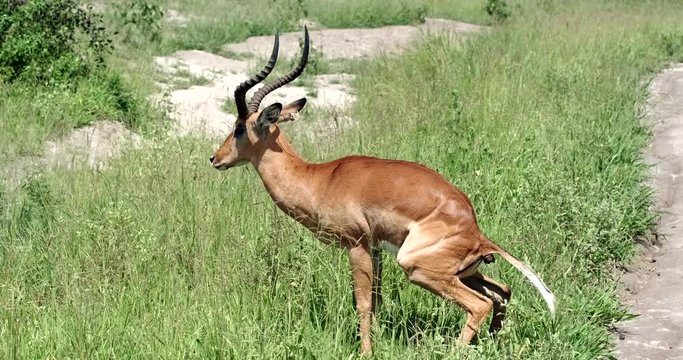 Impala pooping in the grass in Tarangire national park