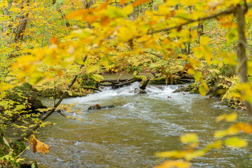 Obraz na płótnie Canvas Beautiful fall color of the Oirase Gorge