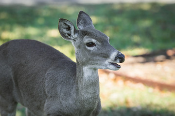 White-tailed deer in the forest