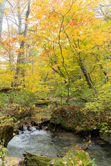 Fototapeta na wymiar Beautiful fall color of the Oirase Gorge