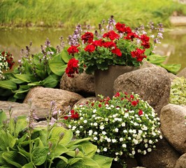 Flowers of different varieties grow on stones near a small pond in the summer