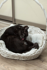  Czarny kot leży w białym wiklinowym koszyku i myje swoje futerko językiem.