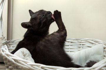Czarny kot leży w białym wiklinowym koszyku i myje językiem swoją łapkę. - obrazy, fototapety, plakaty