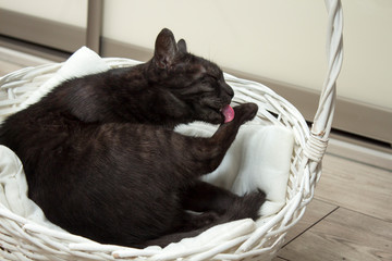 Czarny kot leży w białym wiklinowym koszyku i myje językiem swoją łapkę.