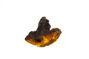 Chaga mushroom close-up isolated on a white background, medicinal mushroom grows on a birch