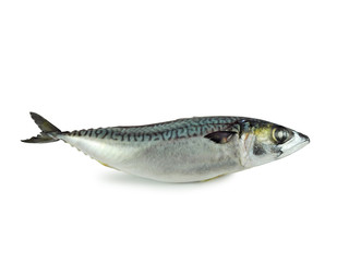 Fresh atlantic mackerel isolated on white background