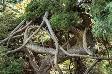 Twisted Juniper tree.  Old and crooked branches