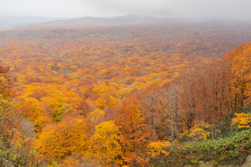 Beautiful fall color of the Lake Towada area