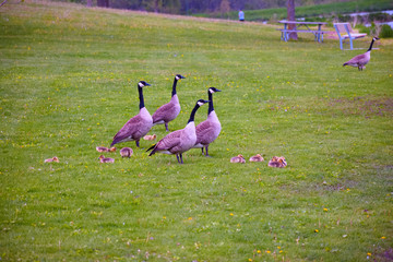 Hickory Hills Park Iowa