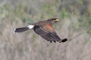 Harris's Hawk Juvenile, Laguna Seca Ranch, Texas