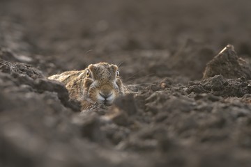 European hare (Lepus europaeus), he is hiding in the field