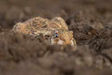 European hare (Lepus europaeus), he is hiding in the field