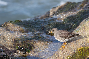 Purple sandpiper - Calidris maritima