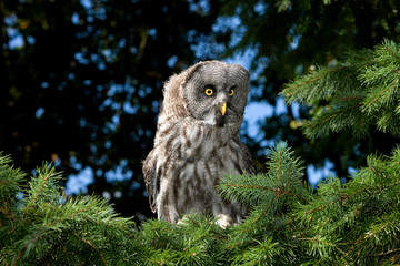 CHOUETTE LAPONE strix nebulosa