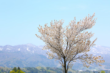 Obraz na płótnie Canvas 信州　関田山脈とカスミザクラ