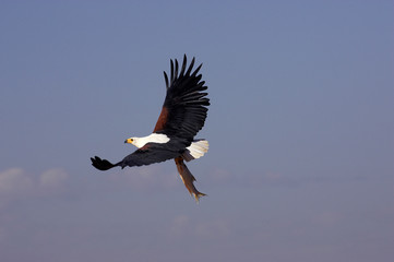 AIGLE PECHEUR D'AFRIQUE haliaeetus vocifer