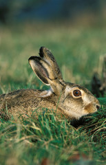 LIEVRE D'EUROPE lepus europaeus