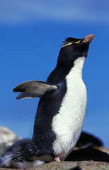 GORFOU SAUTEUR eudyptes chrysocome