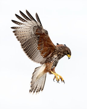 Harris's Hawk (parabuteo unicinctus) Juvenile, Laguna Seca Ranch, Texas