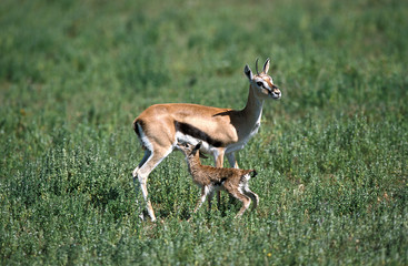 GAZELLE DE THOMSON gazella thomsoni