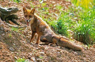 RENARD ROUX vulpes vulpes