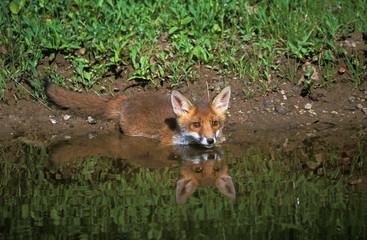 RENARD ROUX vulpes vulpes