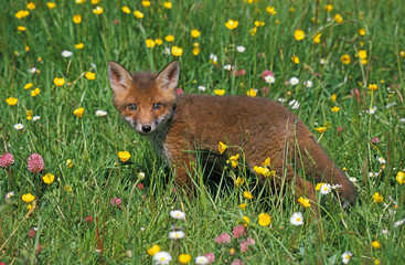 RENARD ROUX vulpes vulpes