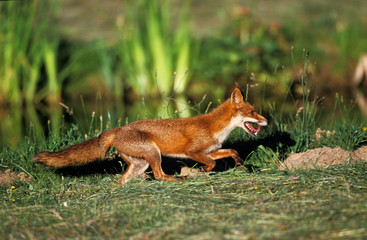 RENARD ROUX vulpes vulpes