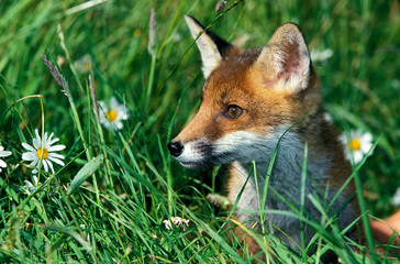 RENARD ROUX vulpes vulpes