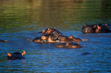 Fototapeta na wymiar HIPPOPOTAME hippopotamus amphibius