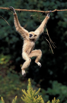 Gibbons Images Parcourir 17 609 Le Catalogue De Photos Vecteurs Et Videos Adobe Stock