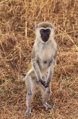 GRIVET cercopithecus aethiops