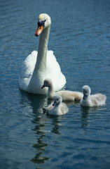 CYGNE TUBERCULE cygnus olor