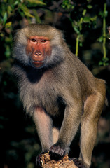 Fototapeta premium BABOUIN HAMADRYAS papio hamadryas