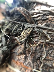 Orchid root on tree