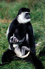COLOBE GUEREZA colobus guereza