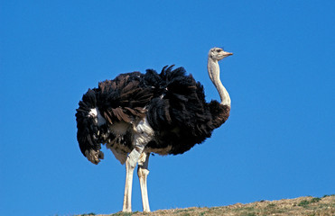 AUTRUCHE struthio camelus