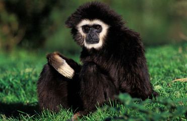 GIBBON A MAINS BLANCHES hylobates lar