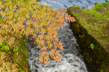 Closeup shot of the red leaves of Hirosaki Castle