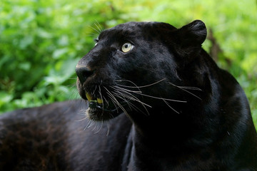 PANTHERE NOIRE panthera pardus