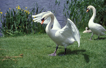 CYGNE TUBERCULE cygnus olor