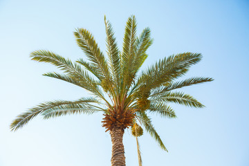 Palm Grove. Background of palm leaves