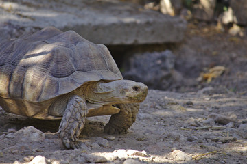 Tortuga de tierra