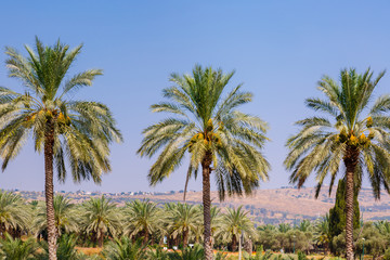 Fototapeta na wymiar Palm Grove. Background of palm leaves