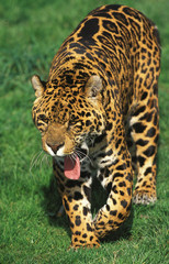 Fototapeta na wymiar JAGUAR panthera onca