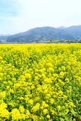 信州　いいやま菜の花畑