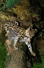 Fototapeta premium MARGAY leopardus wiedi