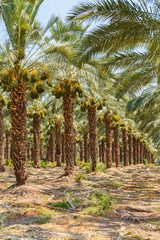 Palm Grove. Background of palm leaves