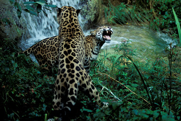JAGUAR panthera onca